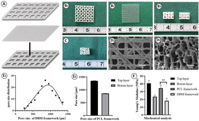 Three-Dimensional Cartilage Regeneration Using Engineered Cartilage Gel With a 3D-Printed Polycaprolactone Framework